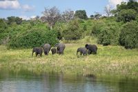 10. Tag - Chobe Nationalpark - Elefant (12)