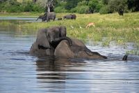 10. Tag - Chobe Nationalpark - Elefant (15)