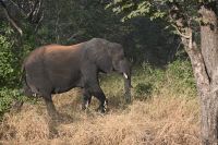 10. Tag - Chobe Nationalpark - Elefant