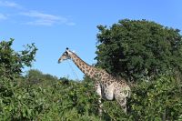 10. Tag - Chobe Nationalpark - Giraffe