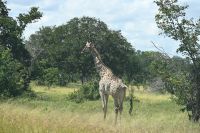 10. Tag - Chobe Nationalpark - Giraffen (2)