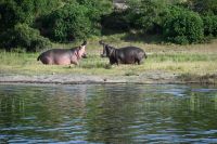 10. Tag - Chobe Nationalpark - Hippo (4)