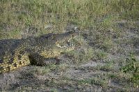10. Tag - Chobe Nationalpark - Krokodil (2)