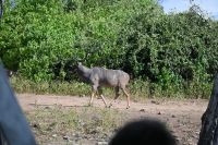 10. Tag - Chobe Nationalpark - Kudu