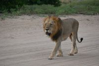 10. Tag - Chobe Nationalpark - Löwe (1)