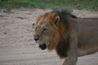 10. Tag - Chobe Nationalpark - Löwe (2)
