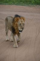 10. Tag - Chobe Nationalpark - Löwe (3)