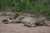 10. Tag - Chobe Nationalpark - Löwe (5)
