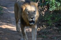 10. Tag - Chobe Nationalpark - Löwe