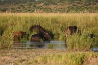 10. Tag - Chobe Nationalpark - Wasserbüffel (1)