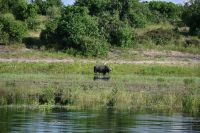 10. Tag - Chobe Nationalpark - Wasserbüffel