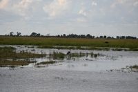 10. Tag - Chobe Nationalpark (9)