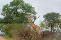 234 Giraffe