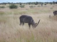 Kruger NP