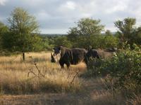 Kruger NP