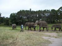 Knysna Elephant Park