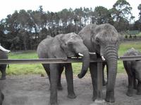 Knysna Elephant Park
