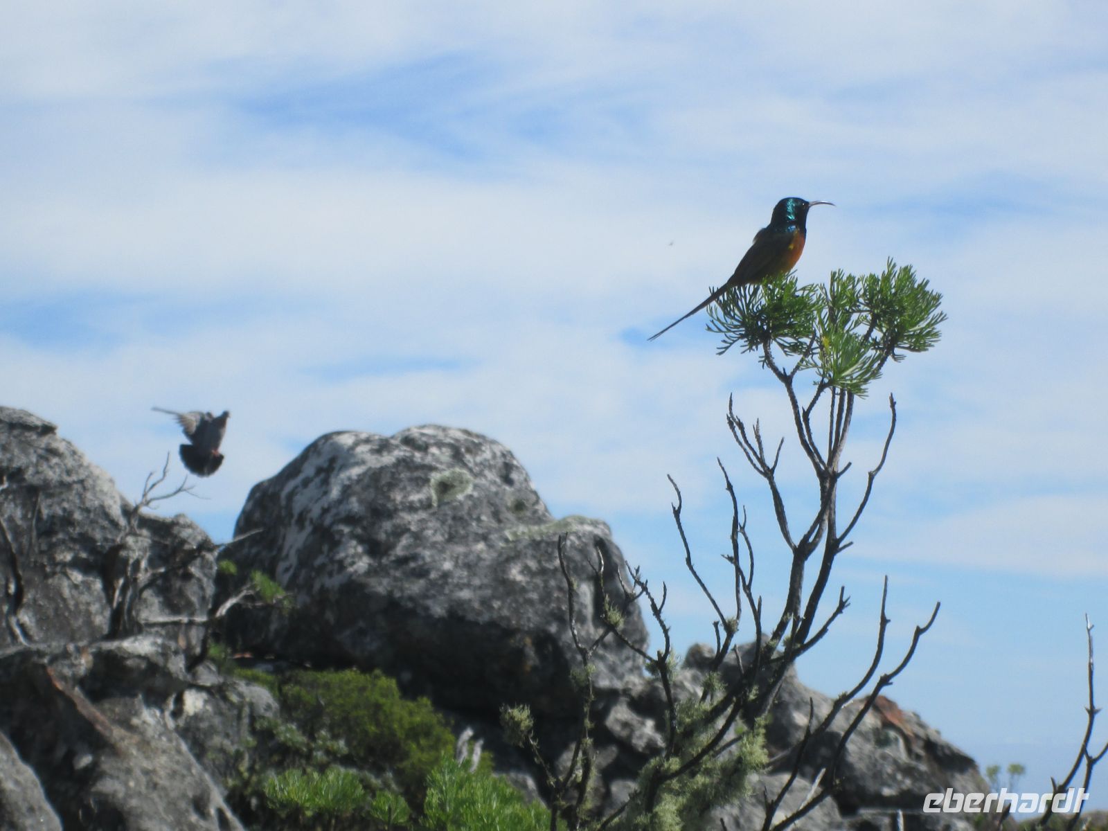 Kolibri auf dem Tafelberg