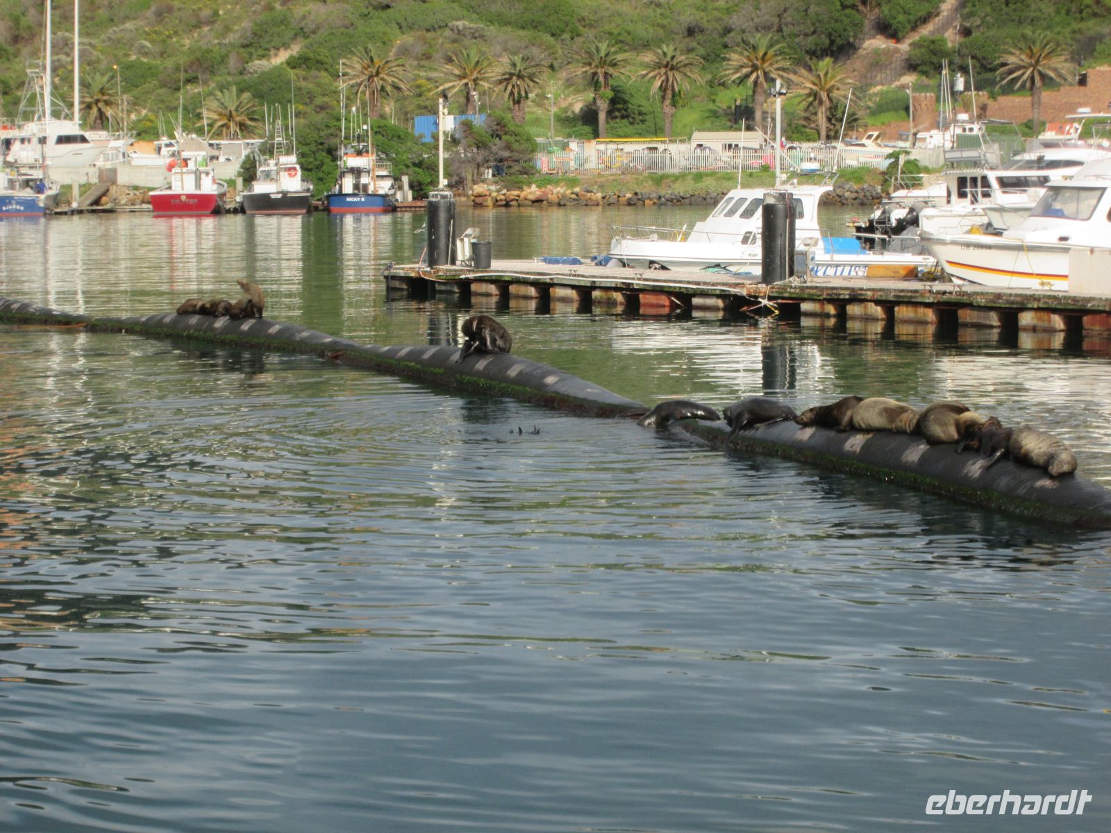 Pelzrobben in Hout Bay