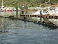 Pelzrobben in Hout Bay