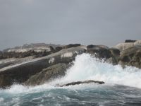Pelzrobben auf Duiker Island
