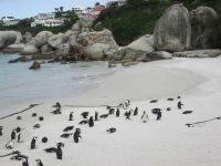 Pinguine am Boulders Beach