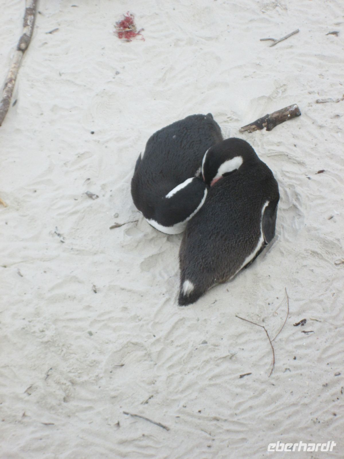 Pinguine