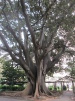 Kapstadt: Ficus im Companys Garden