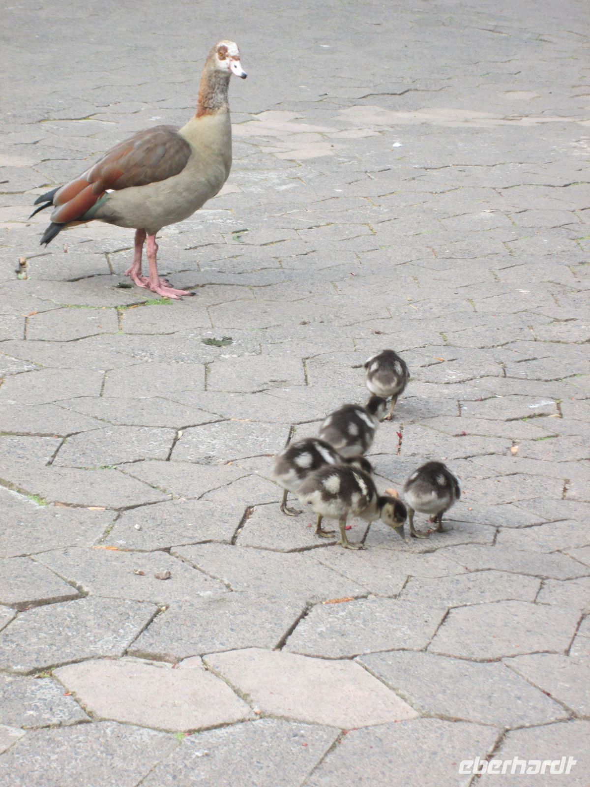 Nilgänse im Companys Garden