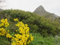 Kapstadt: Löwenkopf/Lions Head