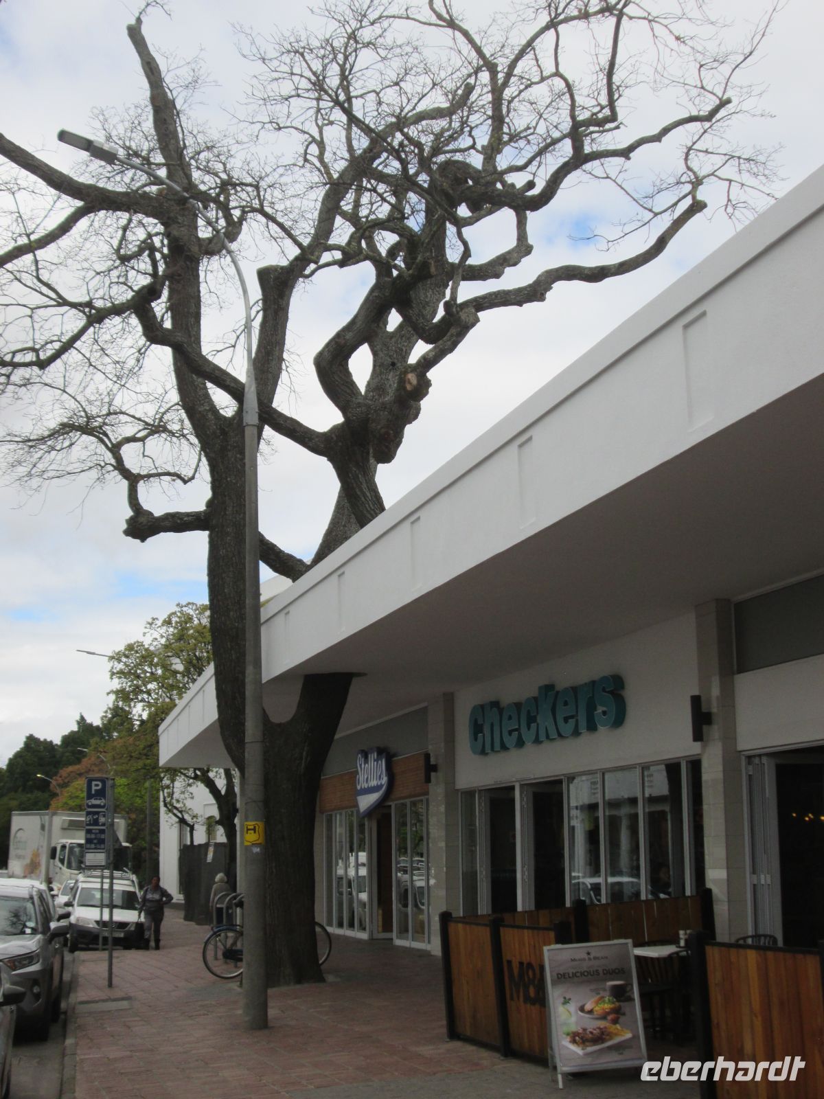 Stellenbosch: Eiche im Supermarktdach
