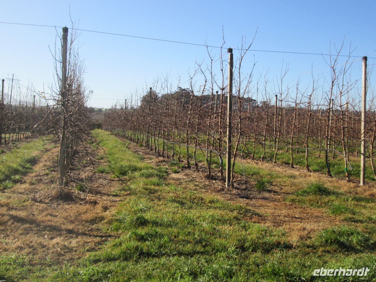 Apfelplantagen um  Grabouw