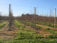 Apfelplantagen um  Grabouw