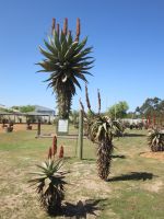 die welthöchste Aloe