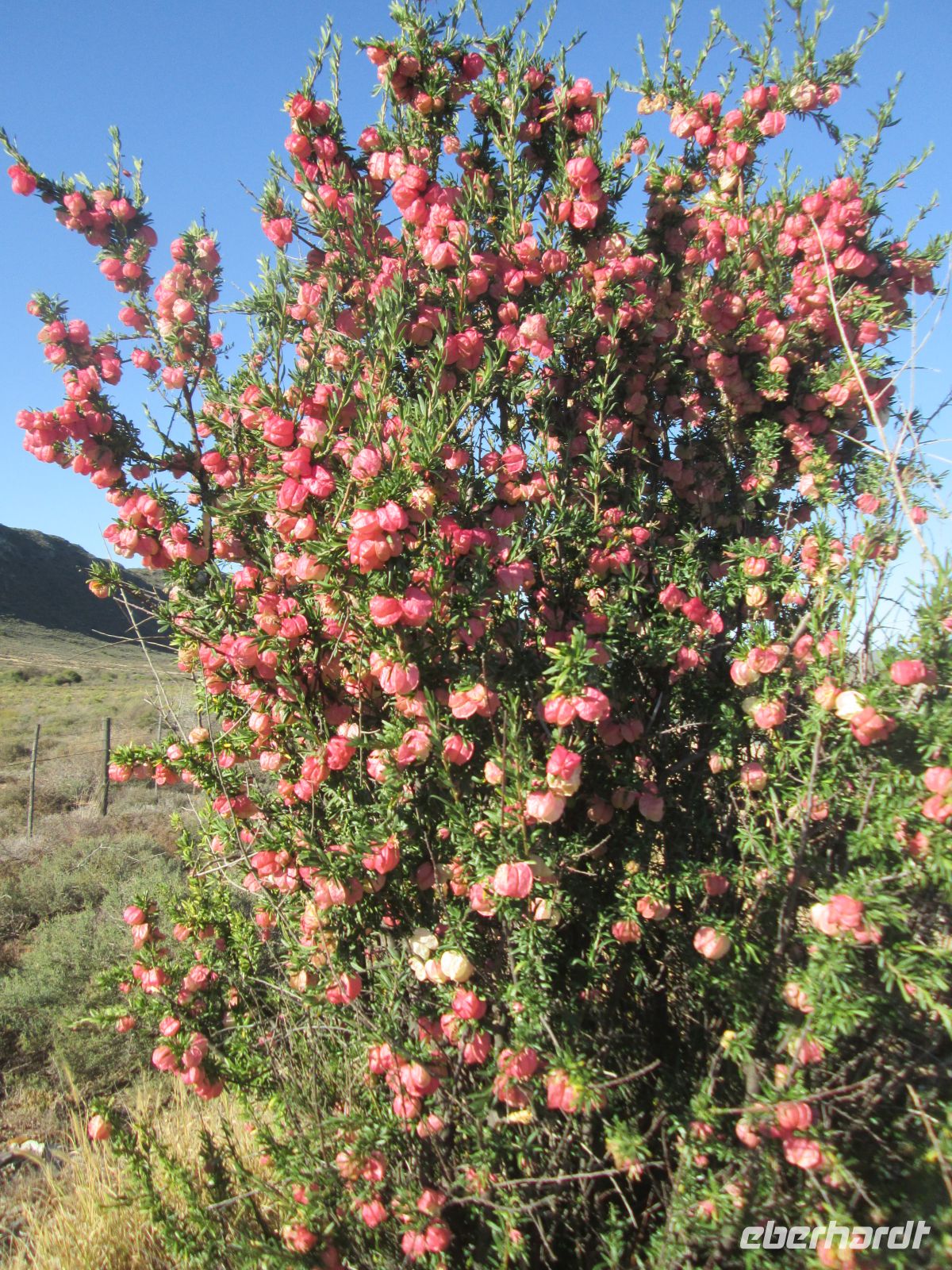 Chinesischer Laternenbaum in der Kleinen Karoo