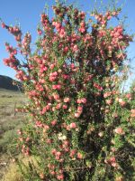 Chinesischer Laternenbaum in der Kleinen Karoo