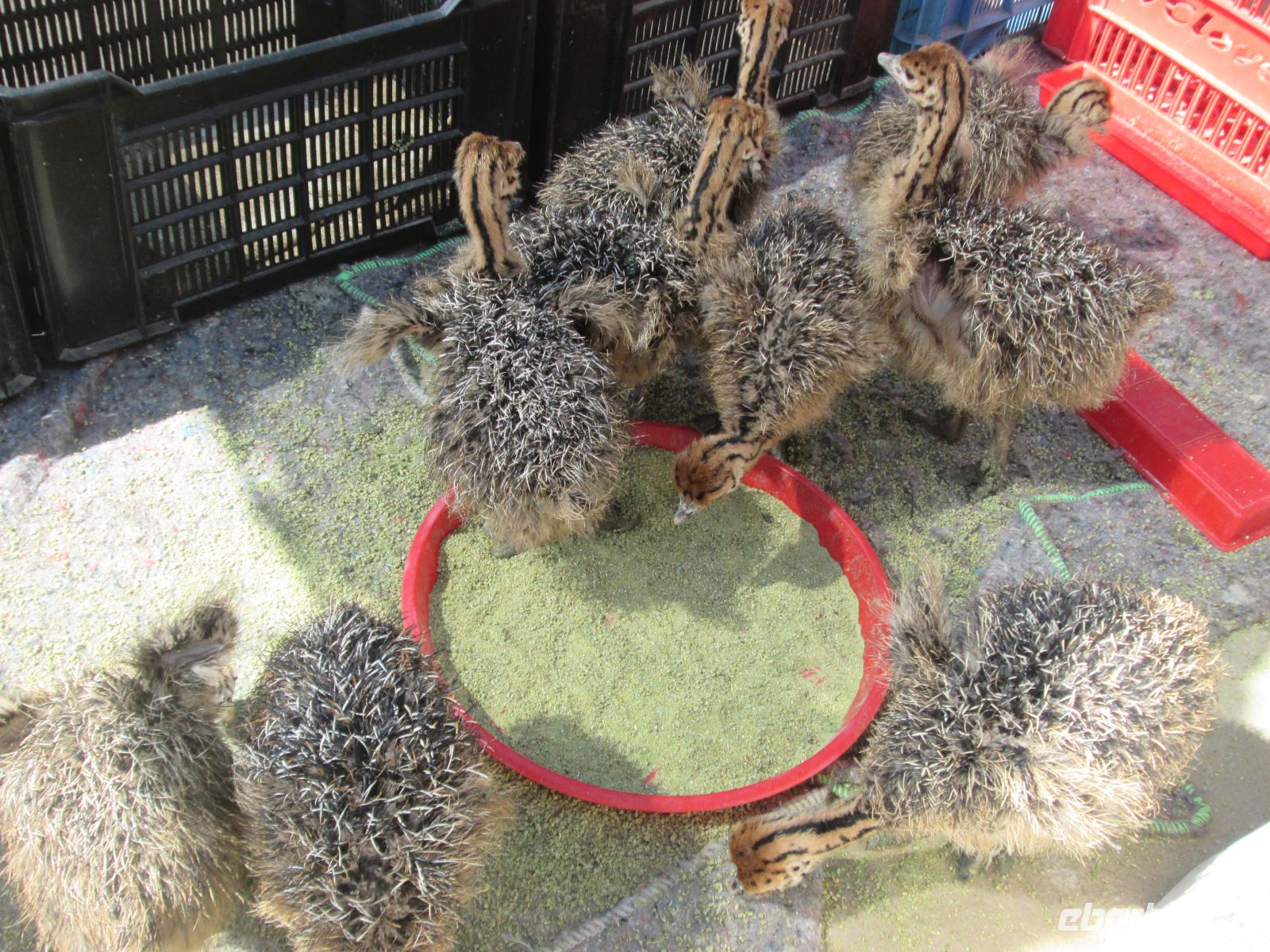 junge Straußenküken