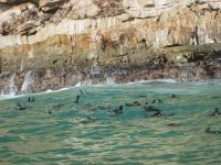 Kaprobben in der Plettenberg Bay