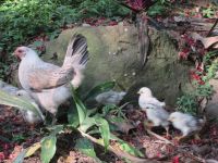 im Garten der St. Lucia Eco Lodge