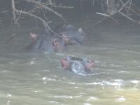 Hippos im St. Lucia See