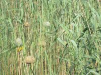 Webervögel am St. Lucia See