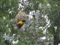 schwer zu fotografieren, die ständig umherfliegenden Webervögel