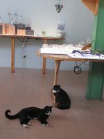 Glaskunst in Eswatini und 4beinige Freunde