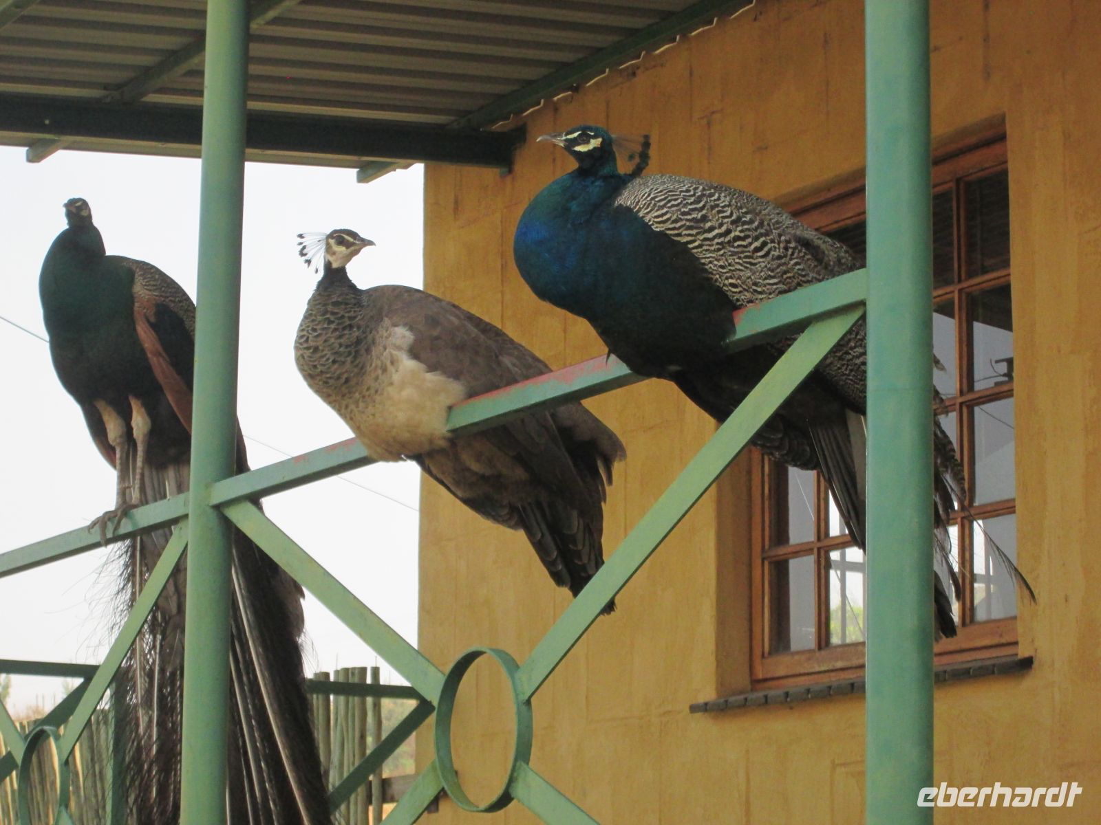die Pfaue haben alles im Blick