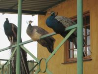 die Pfaue haben alles im Blick