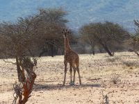 Mount Etjo - Pirschfahrt