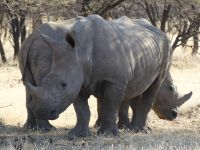 Mount Etjo - Pirschfahrt - Breitmaulnashörner