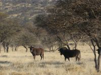 Mount Etjo - Pirschfahrt - Weißschwanzgnus