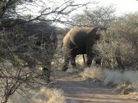 Mount Etjo - Pirschfahrt - Elefantenattacke abgewehrt