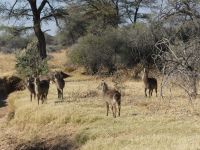 Mount Etjo - Pirschfahrt - Wasserböcke